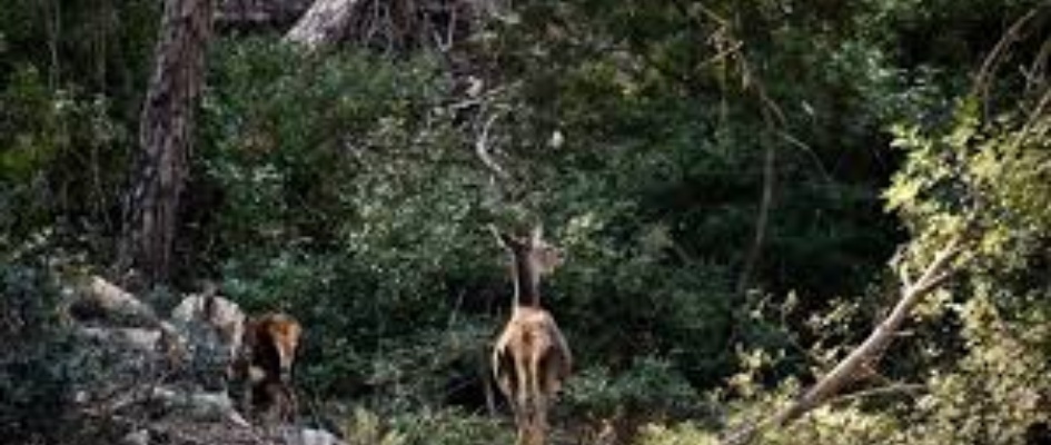 TERRESNOS FORESTALES