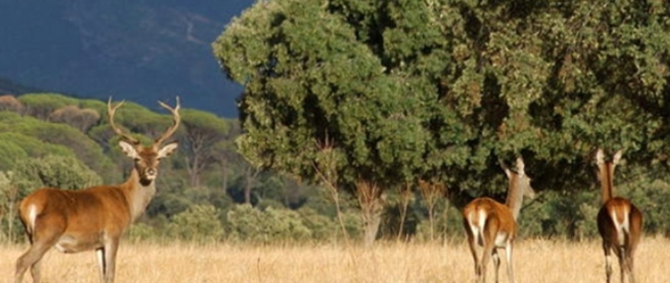 actividad cinegética