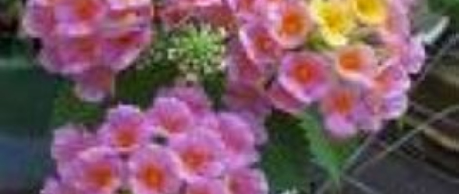 lantana.jpg
