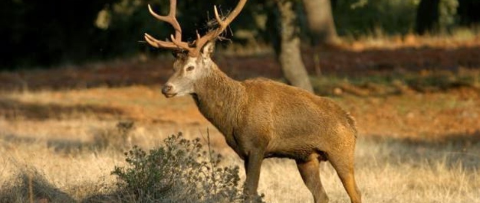 venado